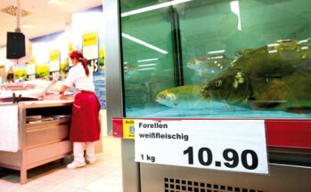 Kaufland in Dallgow: Lebendfisch-Becken für den ultrafrischen Einkauf.