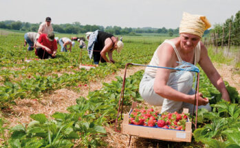 Erdbeerenernte. (Bildquelle: Agrarmarkt Informations-Gesellschaft mbH (AMI)/Pressebüro deutsches Obst und Gemüse)