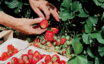 2 von 3 Verbrauchern kaufen ihre Erdbeeren in Supermärkten und Discountern. (Bildquelle: Agrarmarkt Informations-Gesellschaft mbH (AMI)/Pressebüro deutsches Obst und Gemüse)