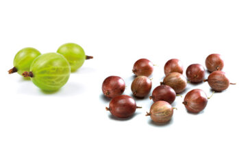 Stachelbeeren: Die einzige Beerenart, die auch grün und unreif gepflückt wird, weil sie dann weniger empfindlich und etwas länger lagerfähig ist. Für den Frischverzehr aber eignen sich die rot gefärbten Beeren. Je nach Sorte haben sie eine glatte oder behaarte, feine oder feste Schale. (Bildquelle: Agrarmarkt Informations-Gesellschaft mbH (AMI)/Pressebüro deutsches Obst und Gemüse)