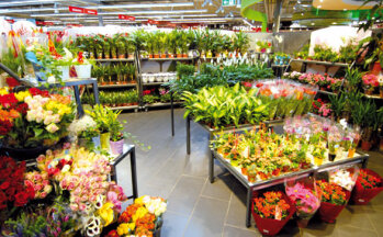 Die Blumenabteilung ist 100 qm groß, nicht untervermietet, sondern selbst betrieben und generiert 1,2 Prozent vom Gesamtumsatz des Marktes.