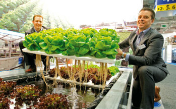 Salat: Er kann in Nährlösung statt in Erde kultiviert werden (Anbieter: Viscon/NL). (Bildquelle: Fruit Logistica)