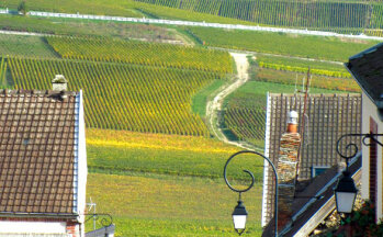 Wie gemalt: Weinberge bei Hautvillers, in der Nähe von Epernay.