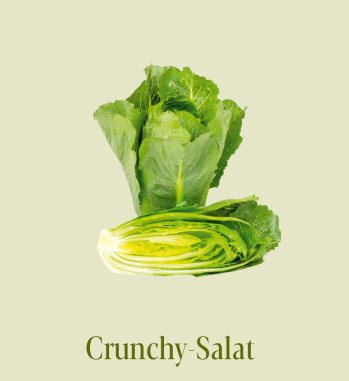 Crunchy-Salate gibt es in unterschiedlichen Größen: Man unterscheidet große Typen (ca. 30 Zentimeter hoch), mittlere Typen und kleine Salatherzen (13 bis 15 Zentimeter hoch). Letztere eignen sich sehr gut zum Snacken (s. o.).