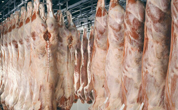 1,5 Millionen Kälber werden jährlich zur Fleischverarbeitung geschlachtet. Zuletzt erwirtschaftete die Gruppe einen Umsatz von 2,3 Milliarden Euro. 