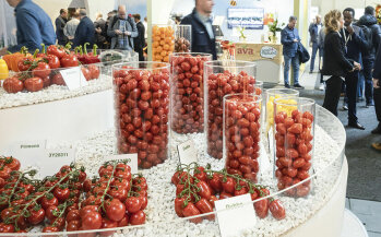 Gebündelte Tomatenvielfalt zeigte der Aussteller Syngenta.