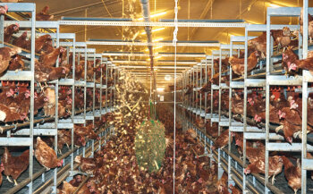 Über eine automatisierte Fütterungsanlage bekommen die Hennen fünf Mal täglich ein Gemisch aus Mais-Silage und Luzerne für Darmgesundheit und Beschäftigung. Ab der 60. Lebenswoche wird Muschelkalk hinzugemischt, zur Unterstützung der Eischale.