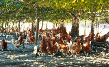 Mindestens 4 qm pro Huhn müssen in der Freilandhaltung für den Auslauf zur Verfügung stehen.