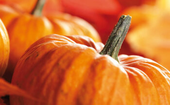 Halloween-Kürbis<br />
Orange, runde Kürbisse mit glatter Oberfläche eignen sich zum Schnitzen. Besonders beliebt zu Halloween ist die Sorte „Jack be little“.