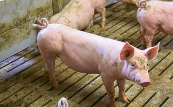 230 Schweine mit unkupierten Schwänzen wurden im aktuellen Durchgang eingestallt.