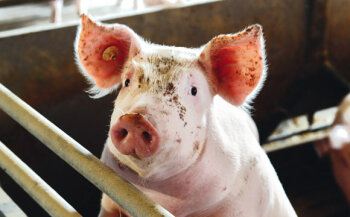 2500 Schweine - das ist die aktuelle Kapazität von Raus Stallungen.