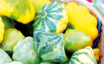 Patissons<br />
Kleine, diskusförmige Kürbisse aus der Provence, meist gelb, weiß oder grün. Verwendung als Salat, gebacken oder als Deko.