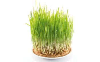 Weizengras ist das junge Gras vom Weizen. Frisch schmeckt es leicht bitter, es soll jedoch reich sein an Eisen, Vitamin C und Zink.