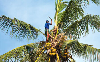 Botanisch gesehen ist die Kokosnuss keine Nuss, sondern der Samen der meist grünlichen Steinfrucht. Sie kann bis zu 2,5 kg wiegen.