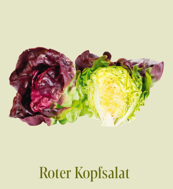 Roter Kopfsalat: Er fällt durch sein Farbenspiel auf - Die Blätter haben rote Spitzen, wechseln dann ins Grün und sind in der Füllung gelb. Er kommt als Kopfsalat sowie als Salatherzen in den Handel. Die Salatherzen sind noch besser lagerfähig.