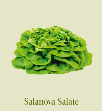 Die Salanova-Typen haben dreimal so viele Blätter wie andere Salate. Aufgrund ihrer Typen-Vielfalt werden sie auch gerne für Salatmischungen verwendet, weil sie im Vergleich zu anderen feinen Salaten länger haltbar sind.