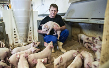 Schweine sind so neugierig! Bauer Henning Juhl zieht im goA-Programm jedes Jahr 25.000 Schweinchen auf. Er beobachtet die Tiere genau und schaut, wie sie sich verhalten.