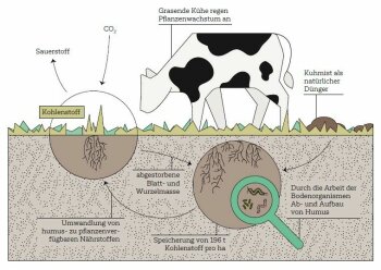 Nachhaltige Kreislaufwirtschaft mit weidenden Kühen auf Dauergrünland fördert den Nährstoffkreislauf und fungiert als CO2-Senke.