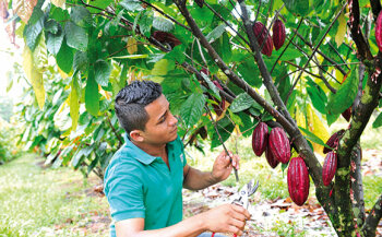 105 Tage: So lange reift eine Kakaofrucht. Gleichzeitig trägt ein Baum Blüten.