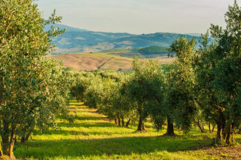 Bis zum Jahr 2030 soll der Anteil der ökologischen Anbauflächen in Italien 25 Prozent erreicht haben, was den Zielen des Europäischen „Green Deal“ entspricht. Foto: iStockphoto.com/JaroPienza