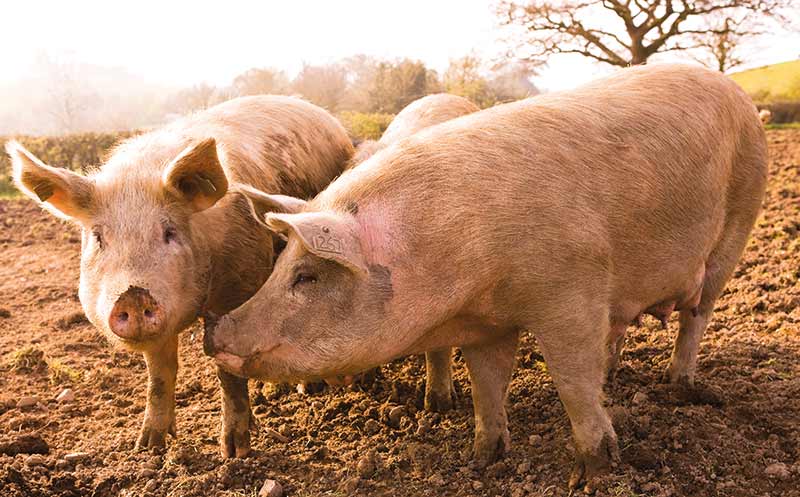 Neuer Tiefststand bei Schweinehaltung