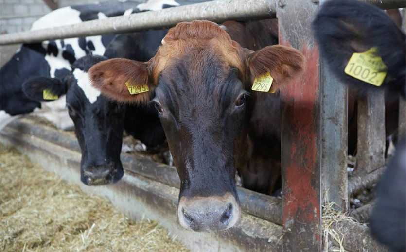 Artikelbild Albert Heijn stellt sein Rindfleischprogramm um