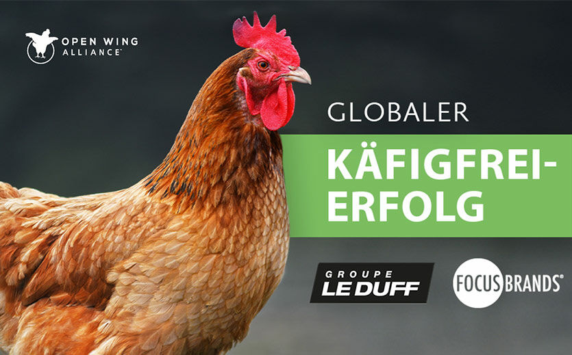 Artikelbild Groupe Le Duff und Focus Brands verzichten auf Eier aus Käfighaltung
