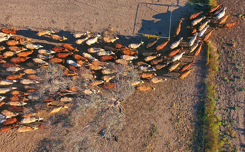 Artikelbild Supermarktketten stellen den Verkauf brasilianischer Fleischprodukte ein