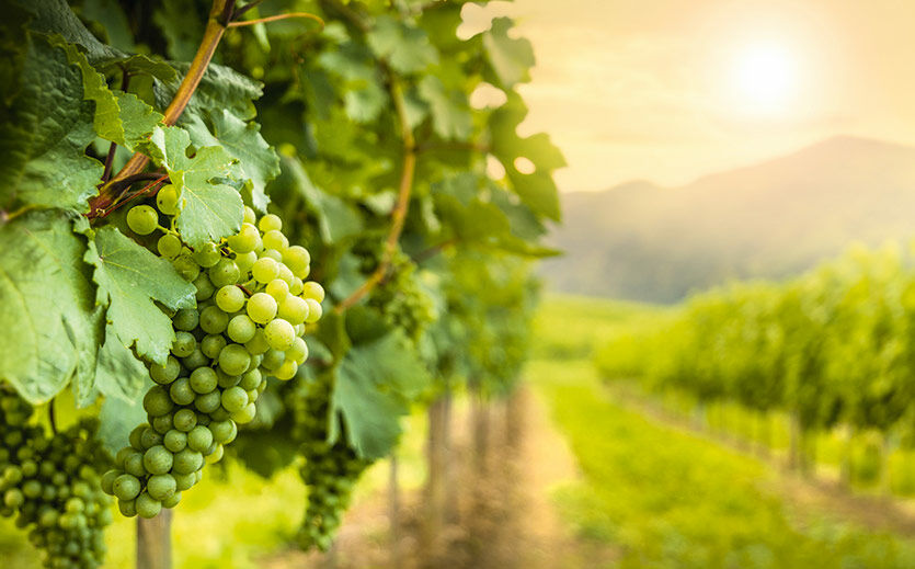 Artikelbild Briten wollen Weinproduktion ankurbeln
