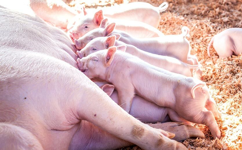 Viele Schweinehalter wollen aufgeben