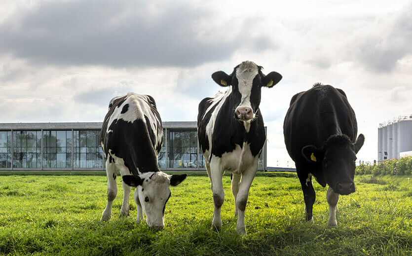 Artikelbild Gesunde Kühe für gute Milch