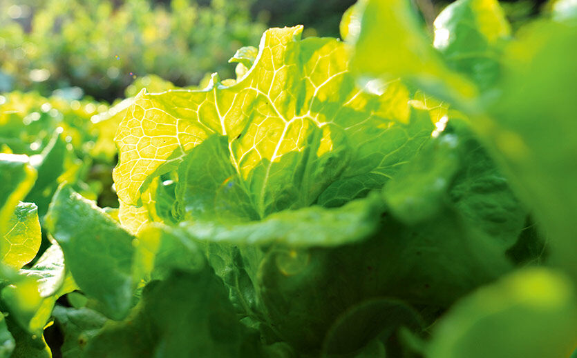Wer im Alltag wenig Zeit hat, der greift oft zu Fresh-Cut-Salaten. 
Dabei handelt es sich 
um verzehr- oder küchenfertige, verpackte Salatmischungen aus dem Kühlregal.