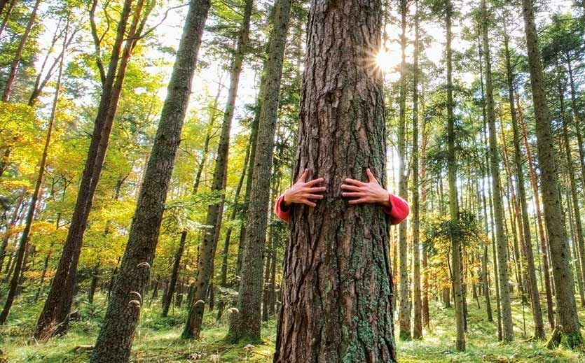 Artikelbild zu Artikel Neue EU-Regeln gegen Entwaldung