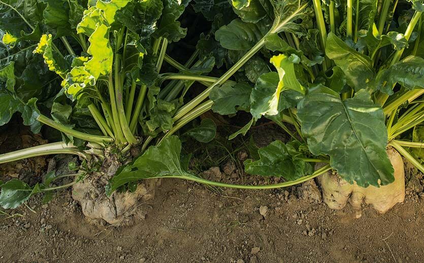 Zuckerrübensirup, auch als Rübenkraut, Rübensaft,  Rübensirup, Zuckerrübenkraut oder Zuckerrübensaft bekannt, ist ein reines Naturprodukt.