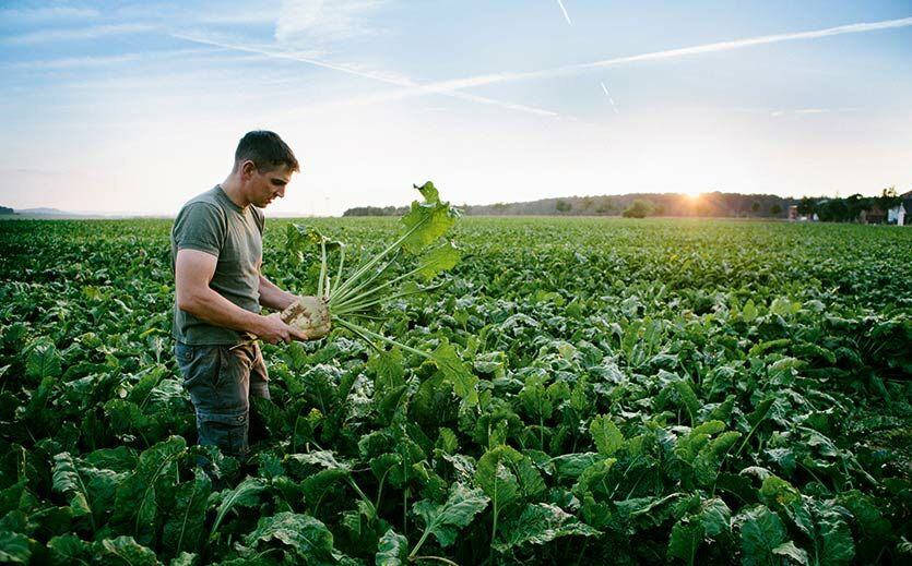 Ein Landwirt prüft kurz vor der Ernte die Qualität seiner Zuckerrüben.
