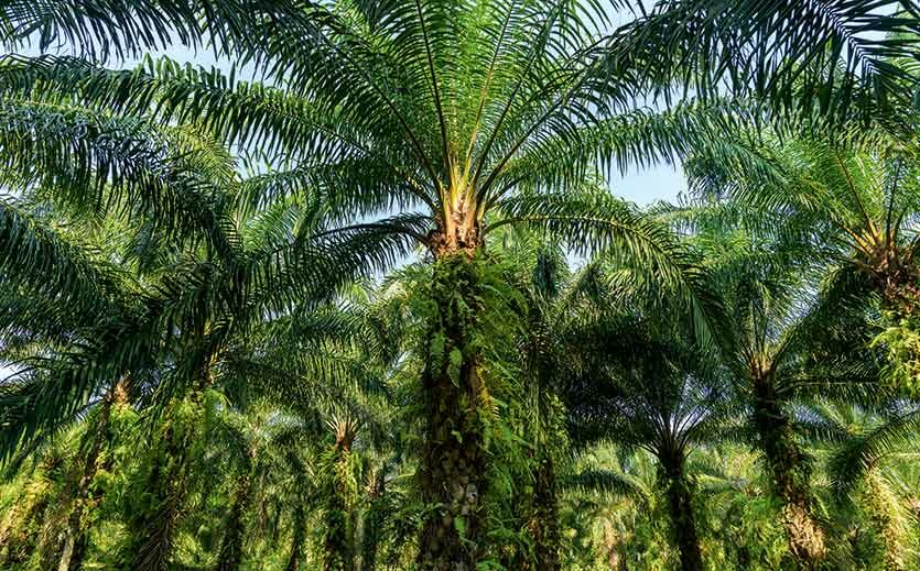 Artikelbild Exportstopp für Palmöl