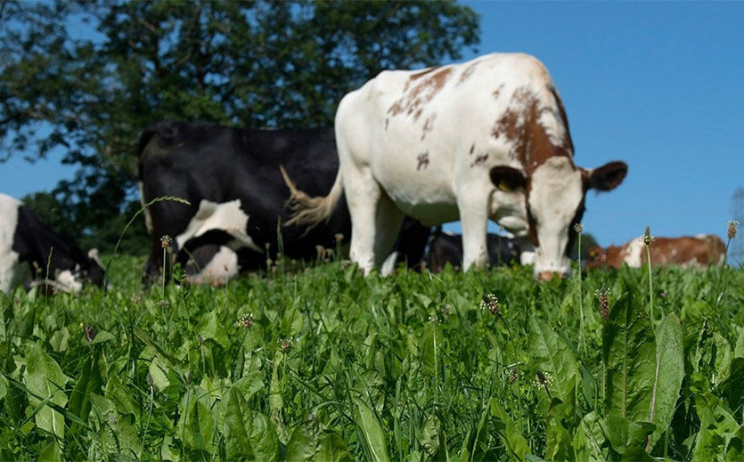 Artikelbild Tesco und WWF locken Milchbauern mit Subventionen für nachhaltigeren Anbau