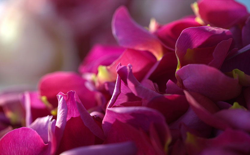 Artikelbild Gutes erstes Quartal für Symrise