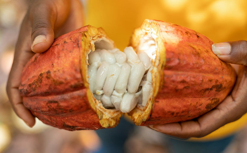 Artikelbild Koa schließt Finanzierungsrunde für den Bau einer Kakaofrucht-Fabrik ab