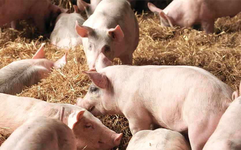 Tesco erhöht die Unterstützung der britischen Schweineindustrie