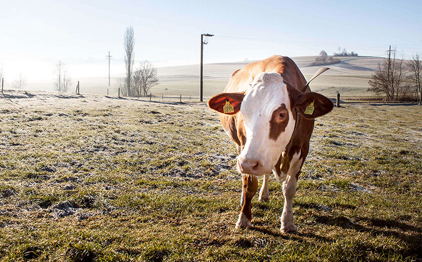 Artikelbild Aaremilch und Migros gehen Partnerschaft ein