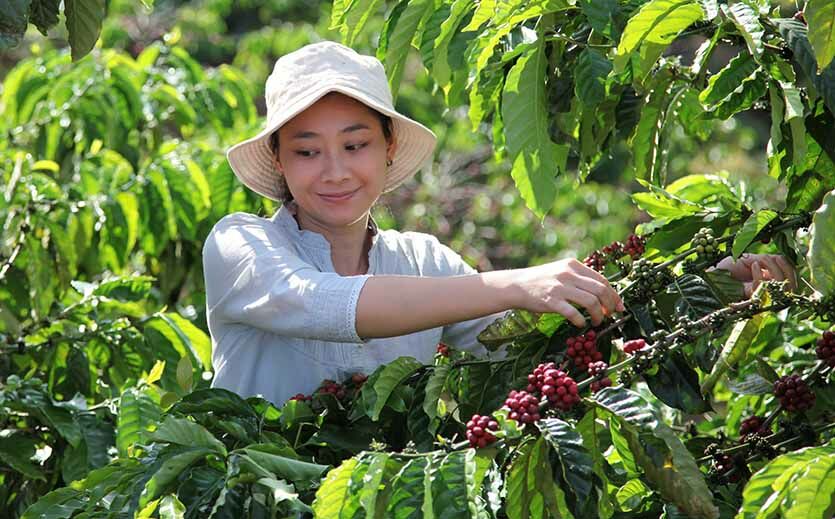 Artikelbild Nestlé startet Programm für nachhaltigen Kaffeeanbau