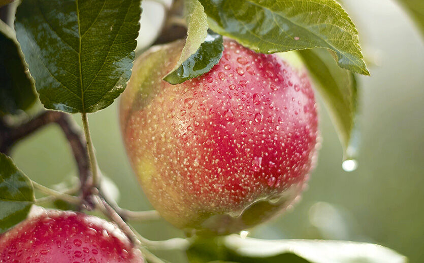 Neue Apfelsorten kommen häufig als sogenannte Club-Äpfel in den Handel. Die Erzeugung und Vermarktung dieser Club-Sorten ist an bestimmte Bedingungen geknüpft.