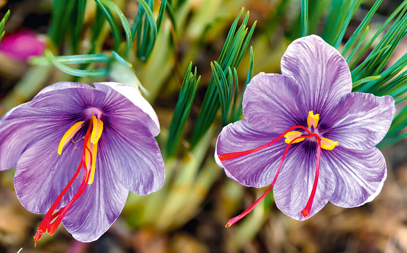 Die orange-roten Safranfäden müssen von Hand aus der Krokusblüte gezupft werden.