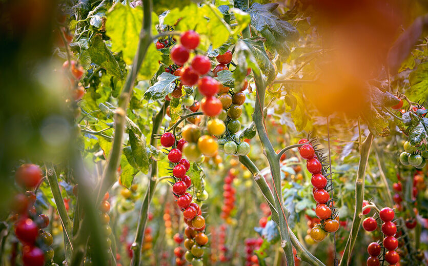 Wenn die unterste Tomate einer Rispe das perfekte Rot angenommen hat, dann sind die Tomaten erntereif.