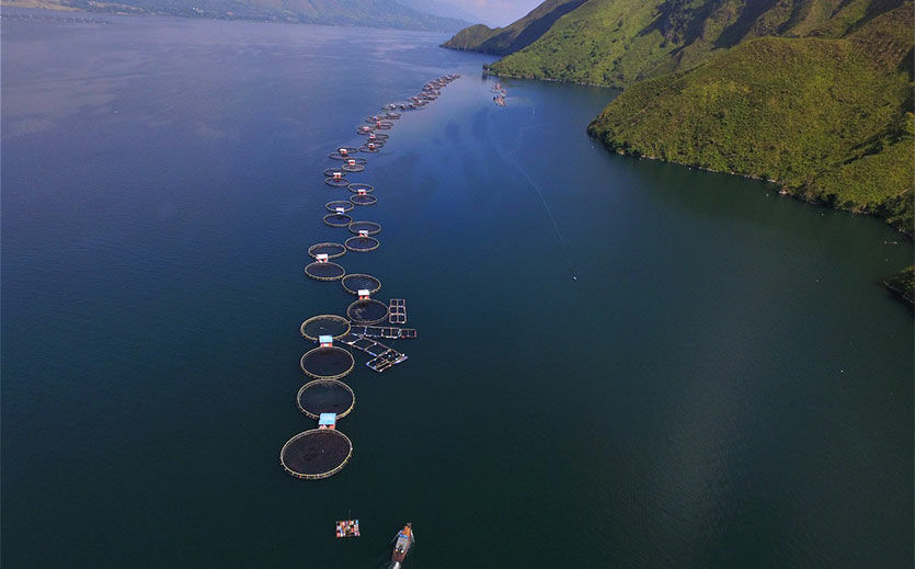 Zucht im Süßwasser: Buntbarsch-Farm von Regal Springs in Indonesien.