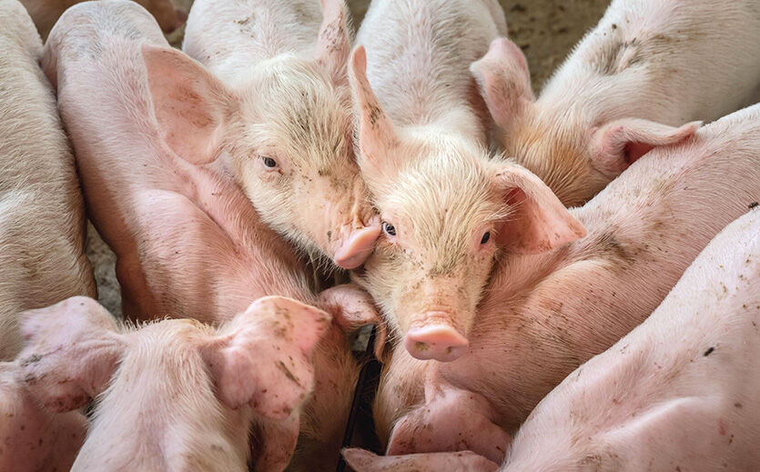 Artikelbild zu Artikel Drohende Engpässe bei Schweinefleisch 