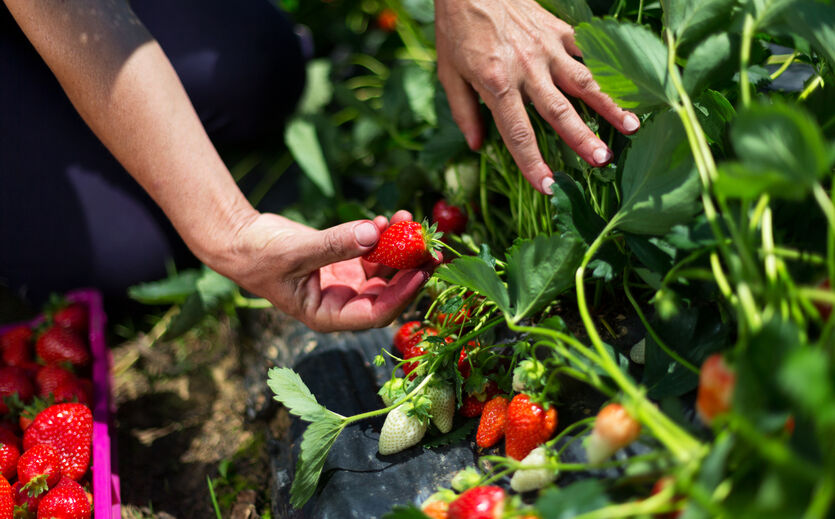 Artikelbild zu Artikel Obstbauern fürchten Erntehelfer-Mangel