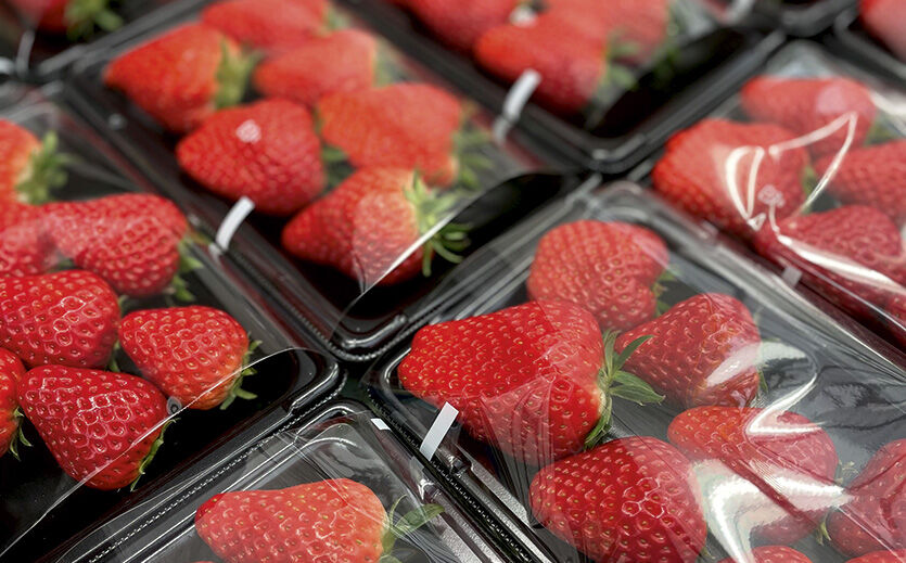 Artikelbild Erdbeeren um jeden Preis