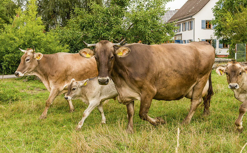Artikelbild zu Artikel Wo Kühe stolz ihre Hörner tragen